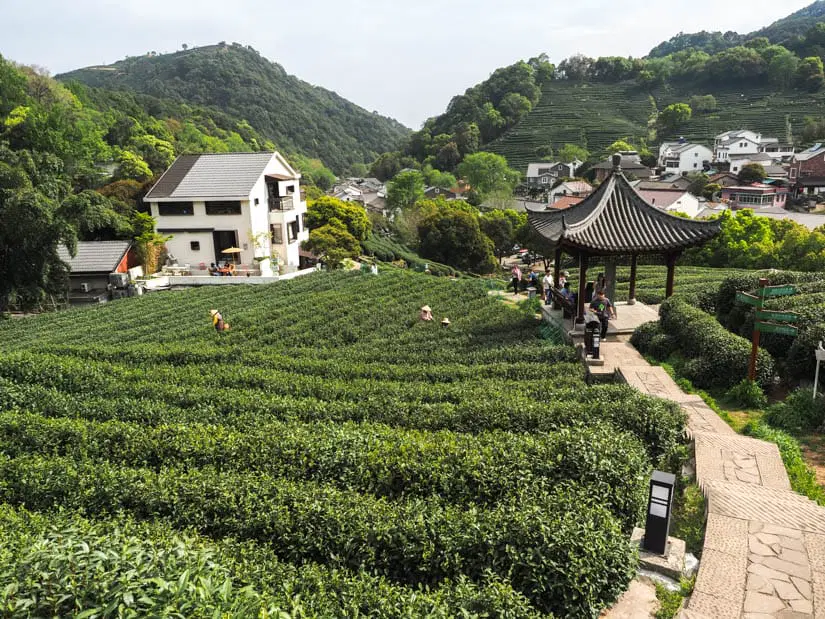 longjing tea villiage